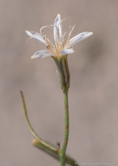Chaetadelpha wheeleri