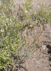 Chaetadelpha wheeleri