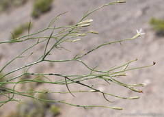Chaetadelpha wheeleri