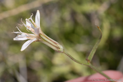 Chaetadelpha wheeleri