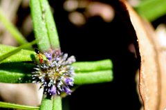 Opisthopsis haddoni rufoniger