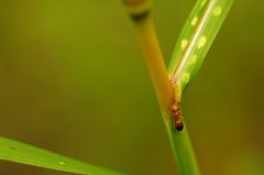 Opisthopsis