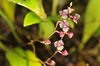 Stelis ophioglossoides - Photo (c) chacled, some rights reserved (CC BY-NC-ND), uploaded by chacled