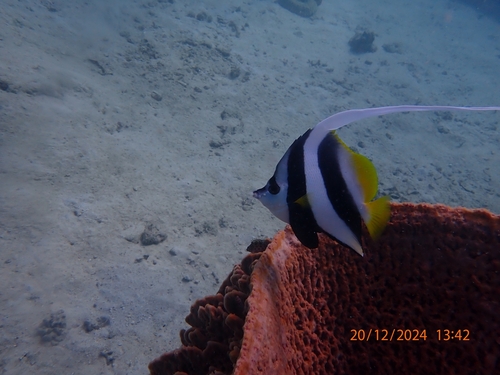 Longfin Bannerfish