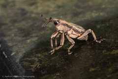 Rhabdoscelus lineaticollis