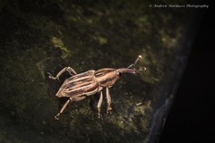 Rhabdoscelus lineaticollis