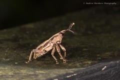 Rhabdoscelus lineaticollis