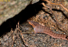 Gloydius ussuriensis