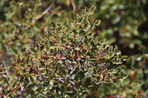 Image of Searsia dissecta by (c) Tony Rebelo, some rights reserved (CC BY-SA)