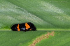 Cosmoscarta abdominalis