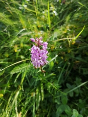 Dactylorhiza maculata