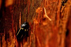 Paropsisterna lineata