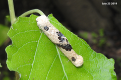 Phalera flavescens
