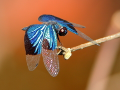Rhyothemis resplendens