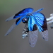 חרקים - Photo (c) Graham Winterflood,  זכויות יוצרים חלקיות (CC BY-SA), הועלה על ידי Graham Winterflood