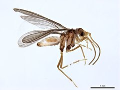 Neosemidalis globiceps