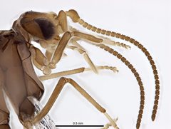 Neosemidalis globiceps