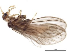 Neosemidalis globiceps