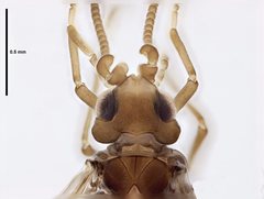 Neosemidalis globiceps