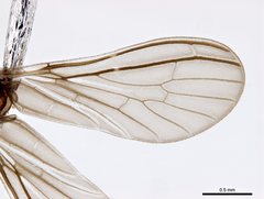 Neosemidalis globiceps
