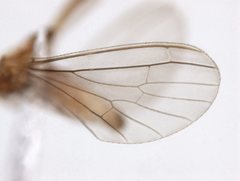 Neosemidalis globiceps