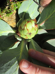 Protea recondita
