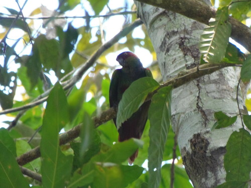 Ochre-marked Parakeet (Pyrrhura cruentata), photo 7