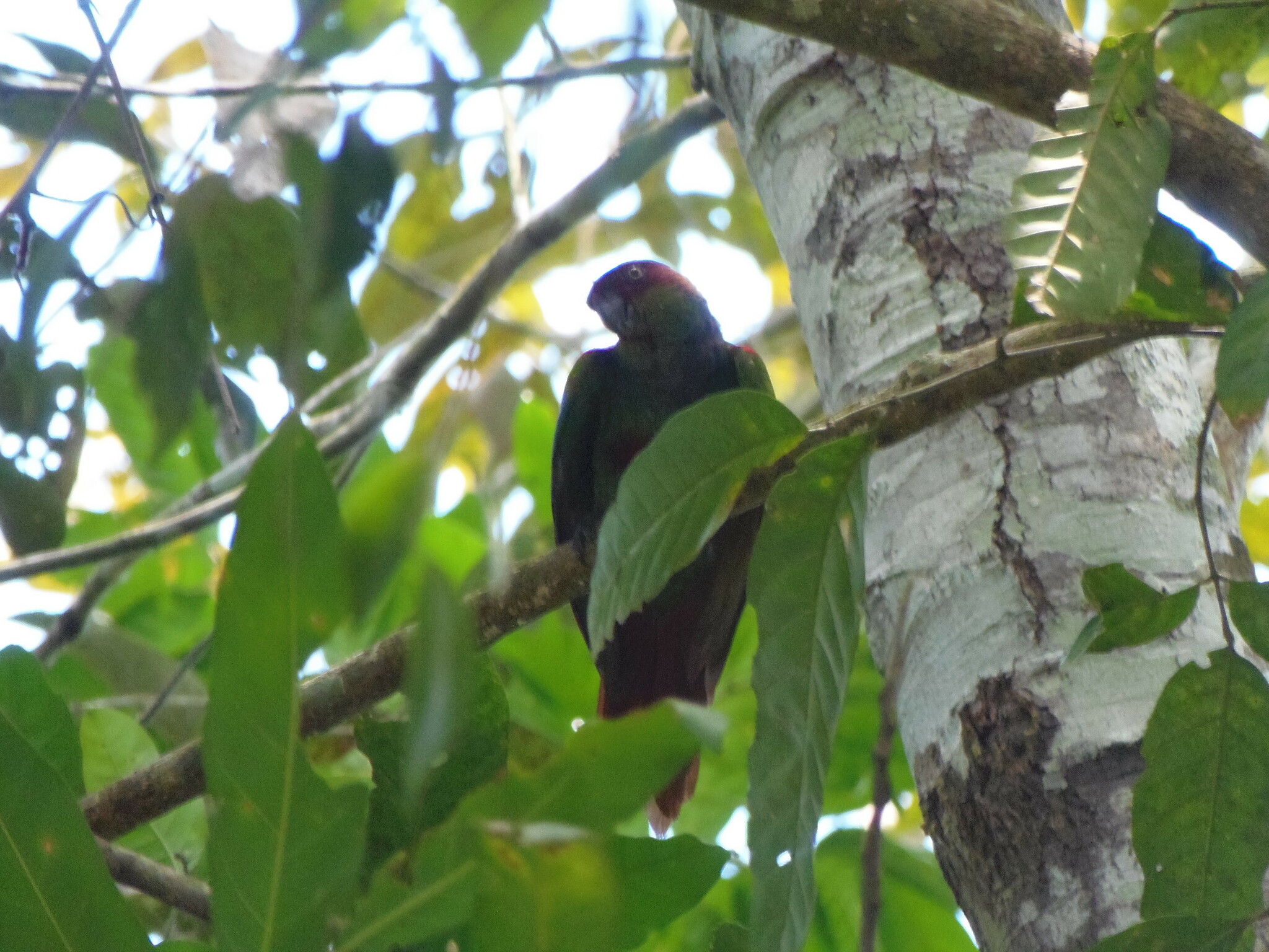 Ochre-marked Parakeet (Pyrrhura cruentata), photo 7