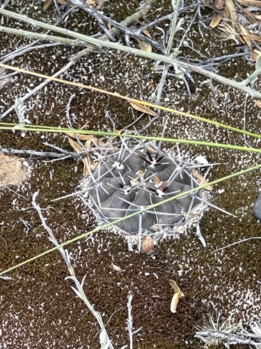 Gymnocalycium gibbosum