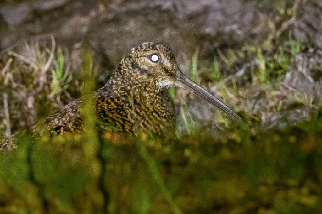 New Guinea Woodcock (Scolopax rosenbergii) photo