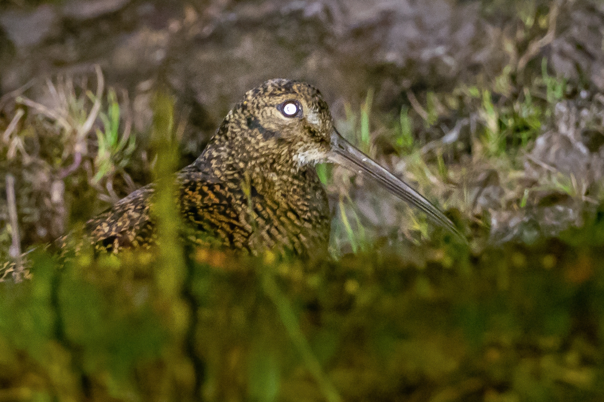 New Guinea Woodcock illustration