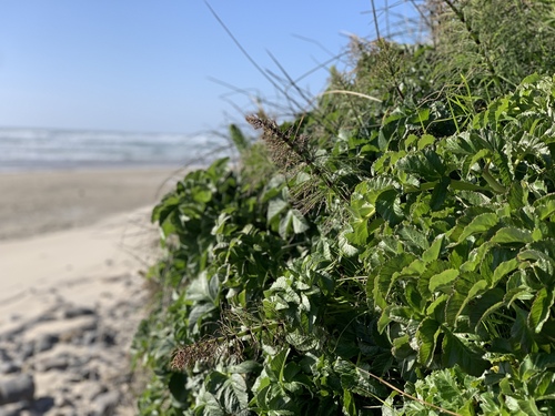 Coast Angelica foliage