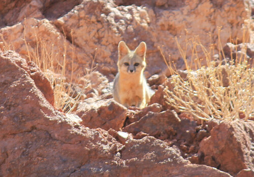 Kit Fox photographed in Arizona