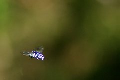 Thyreus caeruleopunctatus