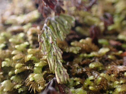 Image of Hymenophyllum lanceolatum by no rights reserved