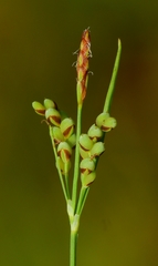 Carex hassei