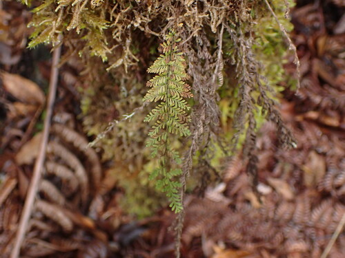 Image of Adenophorus tamariscinus by no rights reserved