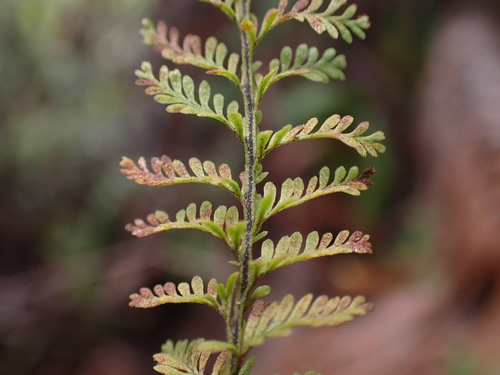 Image of Adenophorus tamariscinus by no rights reserved
