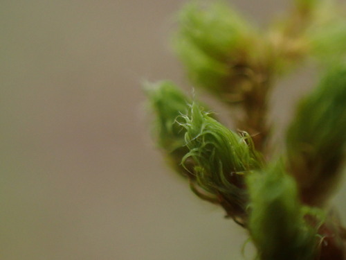 Macromitrium observed 2024-12-14