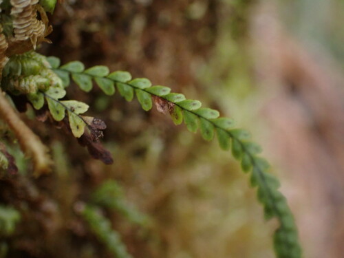 Image of Stenogrammitis saffordii by no rights reserved