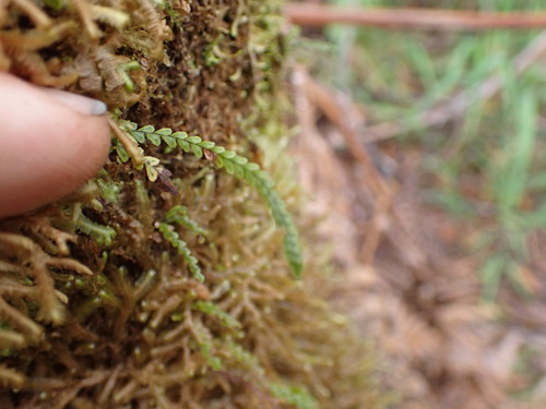 Image of Stenogrammitis saffordii by no rights reserved