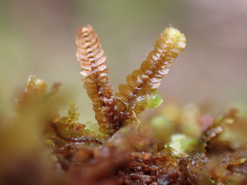 Mnioloma fuscum observed 2024-12-14