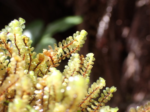 Scapania ciliata observed 2024-12-14