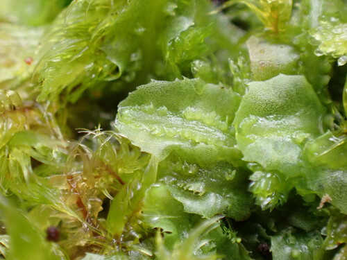 Pallavicinia observed 2024-12-14