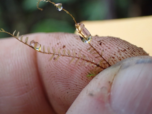 Chiastocaulon combinatum observed 2024-12-14