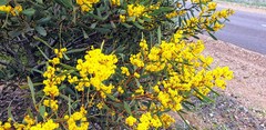 Acacia notabilis