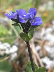 Veronica alpina
