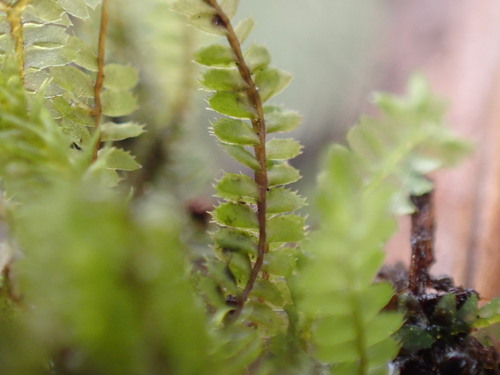 Plagiochila gaudichaudii observed 2024-12-14