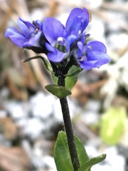 Veronica alpina