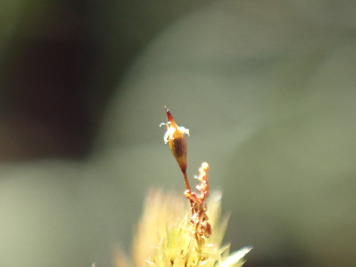 Daltonia ovalis